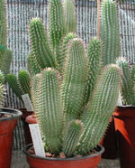 Weight loss. Hoodia - apetite grande suppressant.