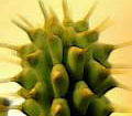 Hoodia. Hoodia - weight loss without side effects.